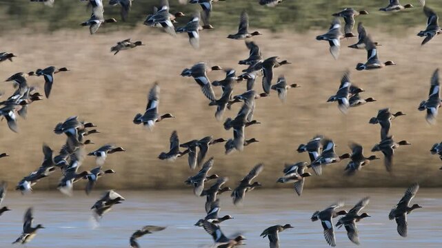 Eurasian Wigeon, Mareca penelope, birds in flight over winter marshes