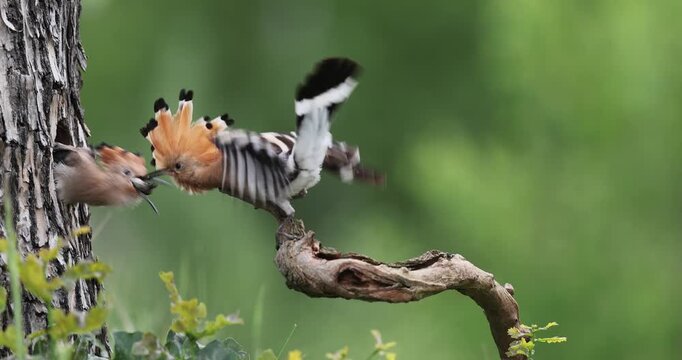 Hoopoe (Upupa epops) Bird of the Year 2022, male with food for the almost fledged young bird, begging for food, foraging, erected bonnet, breeding den, sunrise, interaction, flying, approaching, wing