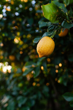 Ripe lemon on tree in backyard with dark leafy background at sunset