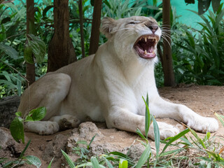 Portrait of a majestic white lioness looking away while resting © Julian