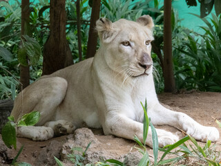 Close-up of a white lioness roaring with open mouth showing teeth © Julian
