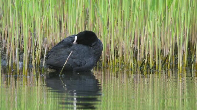 Eurasian Coot, Fulica atra, bird on marshes