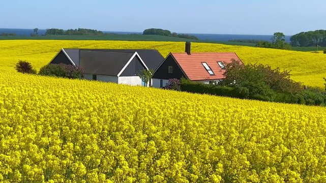 Landscape with blooming rapeseed fields in Ystad municipality, Scania, Sweden, Scandinavia