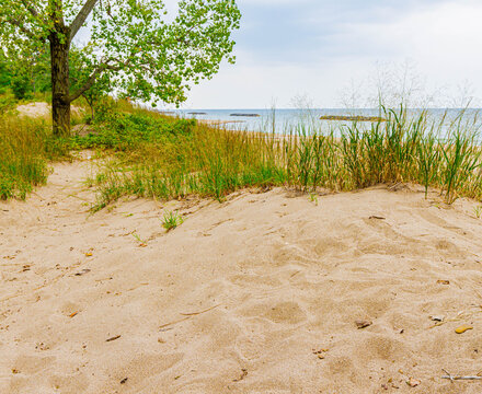 Cottonwood Trees on The Sandy Shores of Presque Beach on Lake Erie, Presque Isle State Park, Pennsylvania, USA