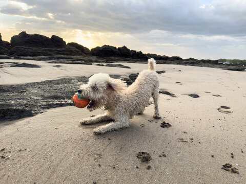 Dog plays with ball on sandy beach during sunset