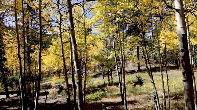 Leaf peeping season in Colorado.