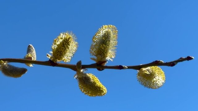 Twig against blue sky of Hanging pussy willow (Salix caprea 'Kilmarnock') in spring in Ystad, Sk&aring;ne County, Sweden, Scandinavia