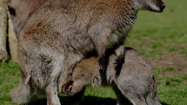 A large Parma wallaby joey stands on green grass and plunges its entire head deep into its mother's pouch to nurse while she stands patiently. This demonstrates an extended marsupial nursing period.