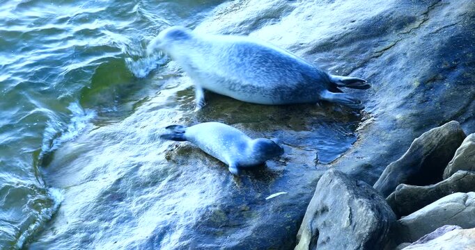 Harbor seal (Phoca vitulina), Female and her baby dive from a rock to avoid danger, Forillon national park, Province of Quebec, Canada, North America