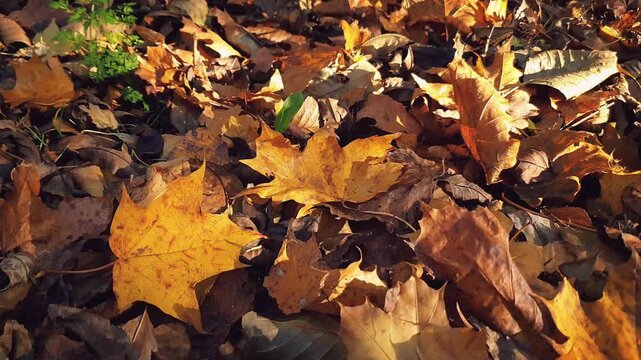 Close-up golden yellow maple autumn leaves on brown fallen dry foliage carpet covering ground surface of forest or park in warm natural sunlight at autumnal day. Late fall season pattern background.