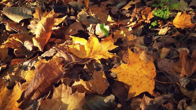 Close-up golden yellow maple leaf on brown fallen dry autumn leaves layer covering ground of forest or park in warm sunlight at sunny day. Autumnal season pattern natural background from fall foliage.