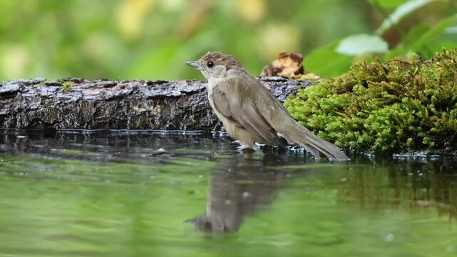 Blackcap (Sylviua atricapilla) bathing wbl Germany