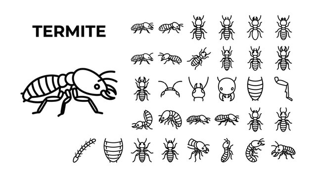 Termite Illustration Collection: An detailed outline illustration showcasing the anatomy of a termite alongside various termite castes and life stages.