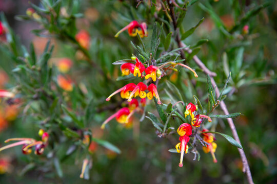Grevillea Bonnie Prince Charlie