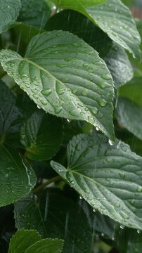 紫陽花の葉から滴る雨水 シームレスループ動画背景 9:16 4K