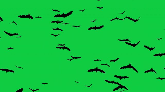 A swarm of black bat silhouettes flies across a green screen in this spooky Halloween 3D render animation