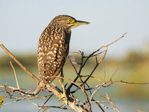 Nankeen night heron perched on bare branches near wetland