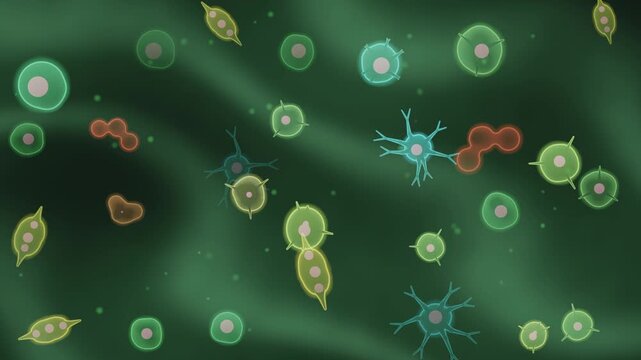 Stem Cell Differentiation Microscopy Seamless Loop With Branching Neural Muscle And Blood Cell Lineages in cool emerald tones