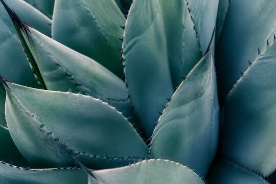 Agave plant displaying layered spiky leaves in closeup