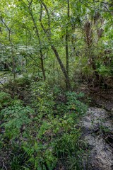Fototapeta premium Spring Hammock Preserve, Florida