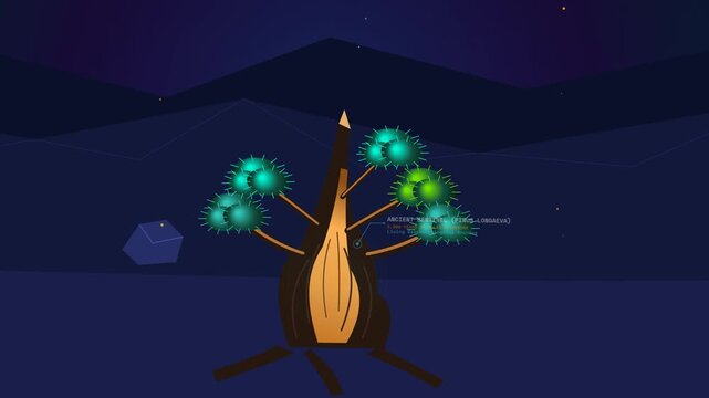 2D animation explaining dendrochronology and tree ring analysis of Pinus longaeva showing effects of the 1815 Tambora volcanic eruption causing a global volcanic winter and climate anomalies