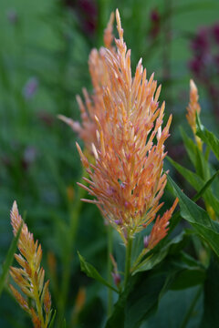 Beautiful, unique, shimmer celosia flowers blooming in an outdoor garden.