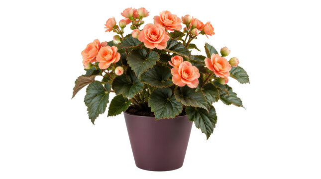 Peach Flowering Plant in a Purple Pot