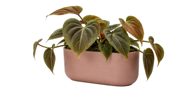 Trailing Heart Leaf Plant in a Pink Rectangular Pot