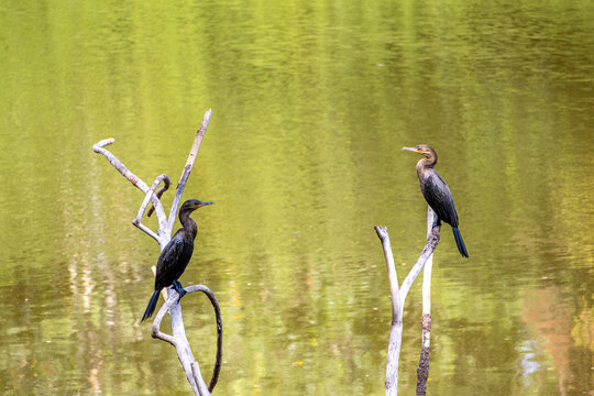 Two anhingas perched above water at Sonso
