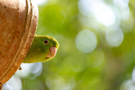 Brotogeris parakeet peeking from a clay shelter at Sonso