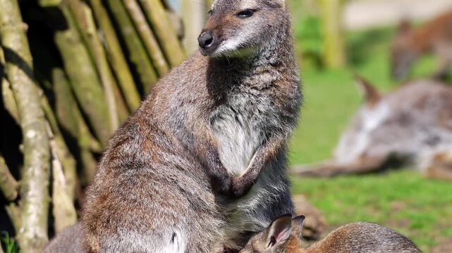 A female Parma wallaby stands and vigorously scratches her chest and neck while her large joey keeps its head firmly buried inside her pouch to nurse, capturing multitasking marsupial motherhood.