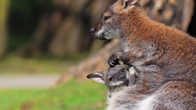 A female Parma wallaby rests and meticulously grooms herself while her joey actively peeks out and moves around within her pouch, before the mother eventually lies down to sleep in the grass.