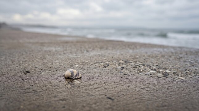 Single small seashell resting on a damp concrete surface by the sea
