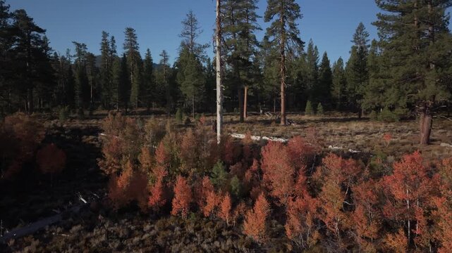 Aerial drone footage of a semi-orbital flyover above a golden quaking aspen (Populus tremuloides) grove in warm morning light near Poison Lake, Lassen County, California.