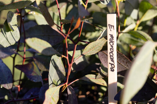close up of eucalyptus microcarpa seedlings