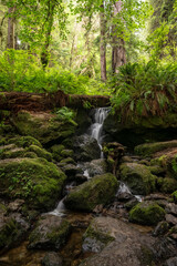 Fototapeta premium Trillium Falls Cascades Over Rocks in Redwood National Park