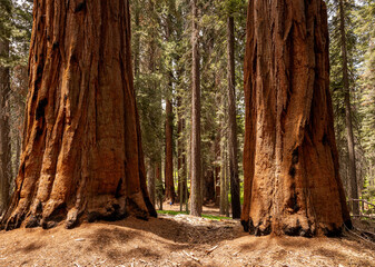 Fototapeta premium Two Trunks Of Giant Sequoia Trees Stand At Attention