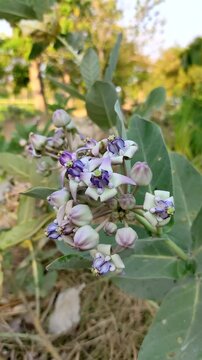 Close up of purple and white Calotropis gigantea or Giant Milkweed crown flower cluster blooming in nature outdoor