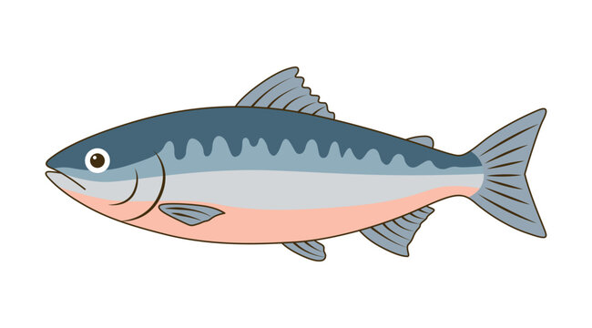秋鮭のシンプルフラットイラスト｜鮭・サケの魚介素材