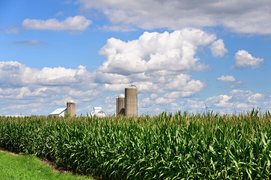 In advance of the harvest season, a tall cornfield crop partially obscures the barns and silos in the background on a north central Illinois farm. 