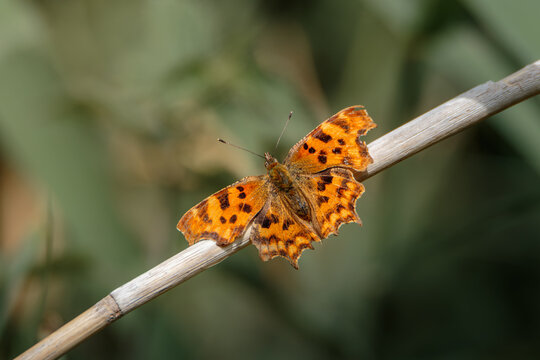 Comma Butterfly Resting on Sunlit Twig in Summer Northumberland Meadow for Detailed Nature Stock Photography