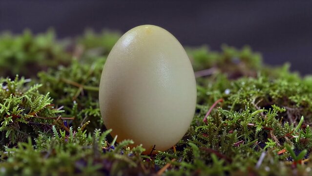 Smooth egg nestled in vibrant green moss, nature's quiet stillness.