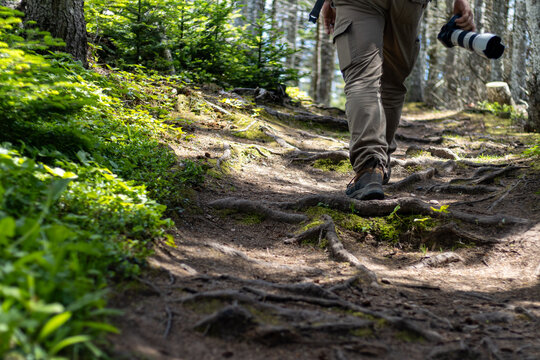 Gaspesie, Quebec, 15 July 2026 : A person walks on a forest path with exposed roots, holding a camera with a telephoto lens.