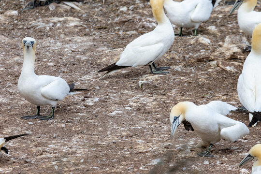 Quebec, Canada, 15 July 2026 : Northern Gannets stand on rocky ground in a bird colony