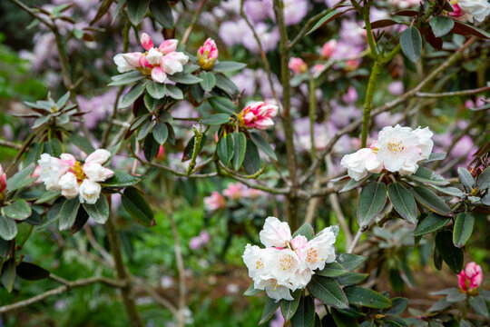 Rhododendron leucaspis is a low-growing, mounding evergreen dwarf shrub that produces flat, bell-shaped white flowers with dark brown to chocolate-colored anthers in early spring