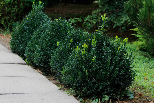 ornamental shrubs in the park

