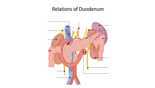  Relations of Duodenum, anatomical relations of the duodenum with surrounding structures, including the liver, kidneys, suprarenal glands, colon, ureters, spleen, major blood vessels, and duodenojejun