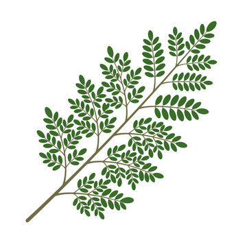 Vector illustration of a moringa oleifera leaf branch