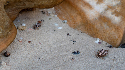 hermit crabs on sand beach many shells kimberley australia © Antonina