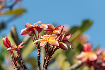 Colorful plumeria flowers blooming against clear blue sky warm orange pink cream petals creating vibrant tropical garden background © JP.Studio